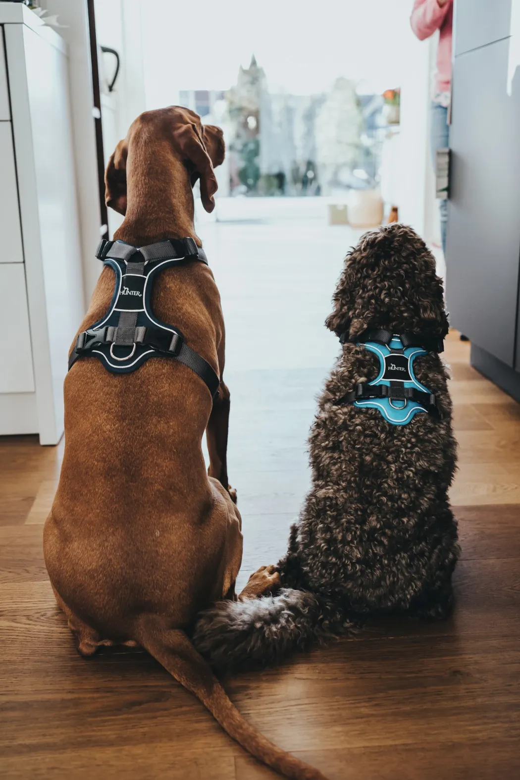 Hunter Divo hundesele M lyseblå/grå just mave 56-73 cm - Stabil pasform og aktiv komfort