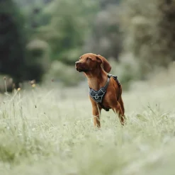 Hunter Divo hundesele M petrol/grå just. mave 56-73 cm - Stabil bevægelse og ergonomisk komfort