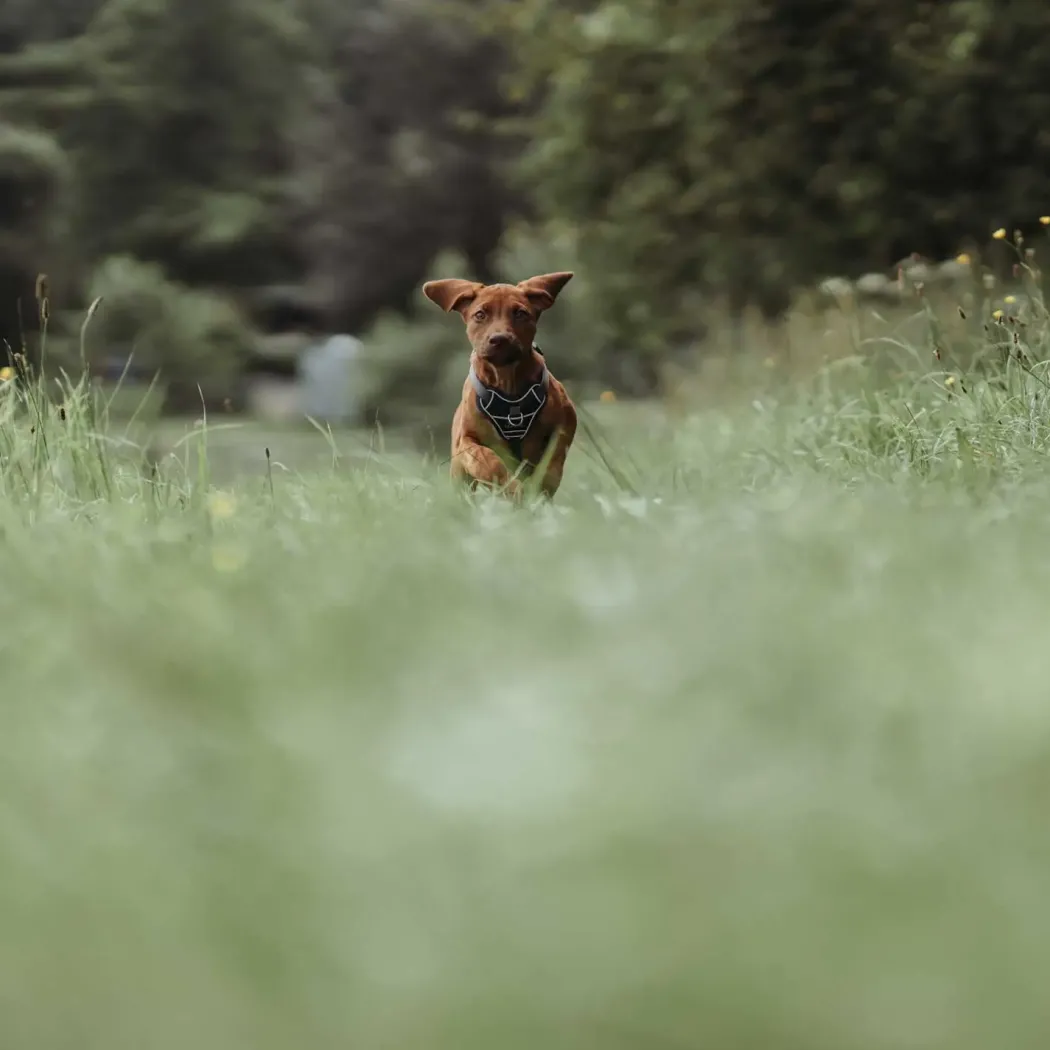 Hunter Divo hundesele M petrol/grå just. mave 56-73 cm - Stabil bevægelse og ergonomisk komfort
