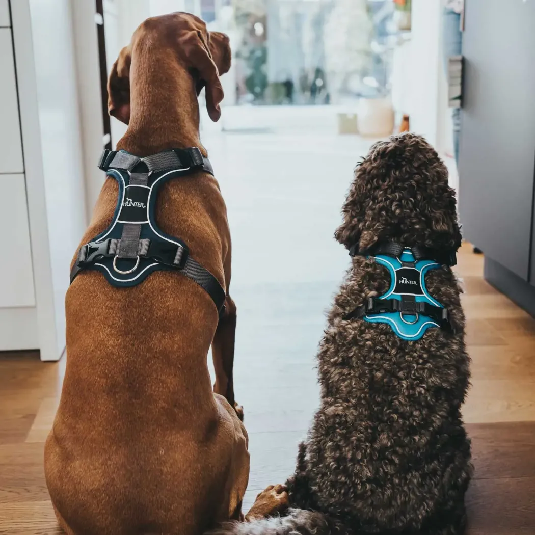 Hunter Divo hundesele M petrol/grå just. mave 56-73 cm - Stabil bevægelse og ergonomisk komfort