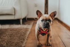 Hunter Divo hundesele M rød/grå just mave 56-73 cm - Stabil pasform og aktiv komfort
