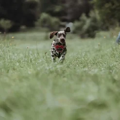 Hunter Divo hundesele M rød/grå just mave 56-73 cm - Stabil pasform og aktiv komfort