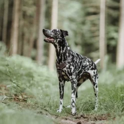 Hunter Divo hundesele S-M brun/grå just mave 52-68 cm - Fleksibel pasform og stabil støtte