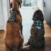 Hunter Divo hundesele S-M lyseblå/grå just mave 52-68 cm - Fleksibel støtte og komfort