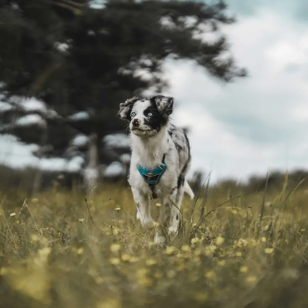 Hunter Divo hundesele S-M lyseblå/grå just mave 52-68 cm - Fleksibel støtte og komfort