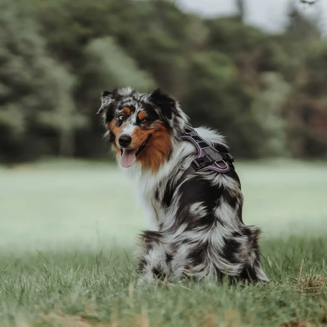 Hunter Divo hundesele S-M violet/grå just mave 52-68 cm - Fleksibel støtte og komfort