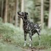 Hunter Divo hundesele XS brun/grå just mave 34-47 cm - Let pasform til små hunde