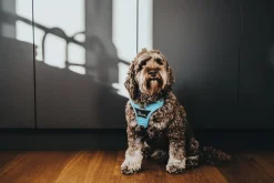 Hunter Divo hundesele XS lyseblå/grå just mave 34-47 cm - Let pasform og høj komfort