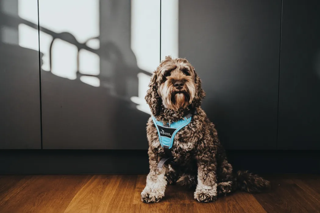 Hunter Divo hundesele XS lyseblå/grå just mave 34-47 cm - Let pasform og høj komfort