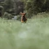 Hunter Divo Up hundesele L petrol/grå just mave 72-100 cm - Stabil kontrol og komfort