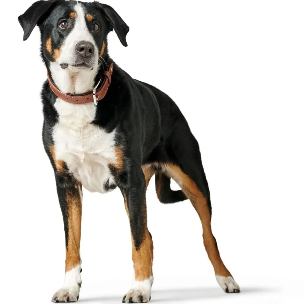 Hunter Dressur HundeHalsbånd 40 Mørkebrun Elglæder - 35-43 cm