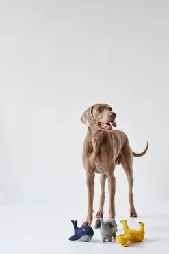 Hunter Eiby Hval M - bamse til mellemstore hunde
