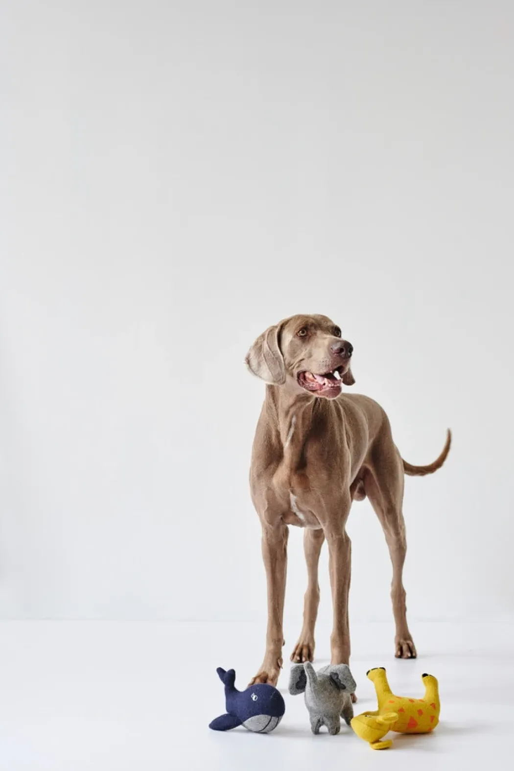 Hunter Eiby Hval S - bamse til små hunde