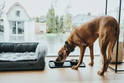 Hunter Halsbånd Divo M Petrol/Grå - justerbart hundehalsbånd (35-45 cm, B 4,5 cm)