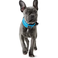 Hunter Halsbånd Divo S Lyseblå/Grå - justerbart hundehalsbånd (25-35 cm, B 4 cm)
