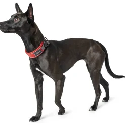 Hunter Halsbånd Divo XL Rød/Grå - justerbart hundehalsbånd (55-65 cm, B 5,5 cm)