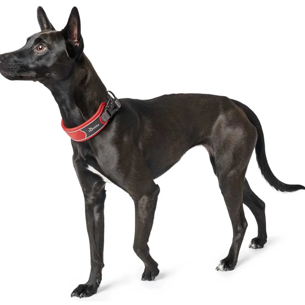 Hunter Halsbånd Divo XL Rød/Grå - justerbart hundehalsbånd (55-65 cm, B 5,5 cm)