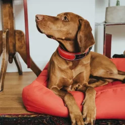 Hunter Halsbånd Divo XL Rød/Grå - justerbart hundehalsbånd (55-65 cm, B 5,5 cm)