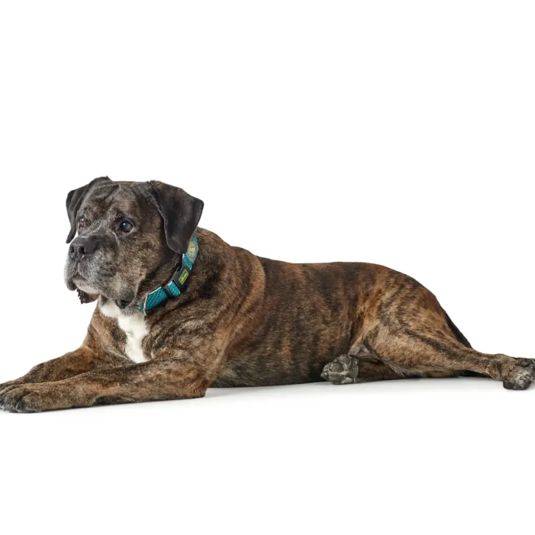 Hunter hunde halsbånd Hilo Turkis L-XL - justerbart hundehalsbånd (40-60 cm, B 3,2 cm)
