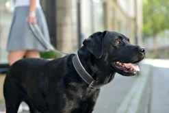 Hunter Hundehalsbånd læder Canada Elg Grå 30 - 21-25 cm