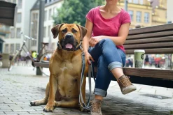 Hunter Hundehalsbånd læder Canada Elg Grå 30 - 21-25 cm