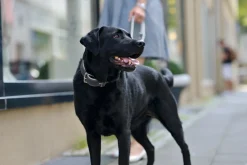 Hunter Hundehalsbånd læder Canada Elg Grå 35 - 24-30 cm