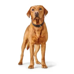 Hunter Hundehalsbånd læder Canada Elg Str.40 Sort/Cognac - 29-35 cm