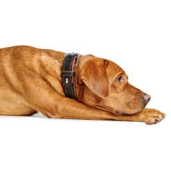 Hunter Hundehalsbånd læder Canada Elg Str.50 Sort/Cognac - 37-43 cm