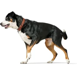 Hunter Hundehalsbånd læder Canada Elg Str.60 Cognac/Sort - 46-52 cm