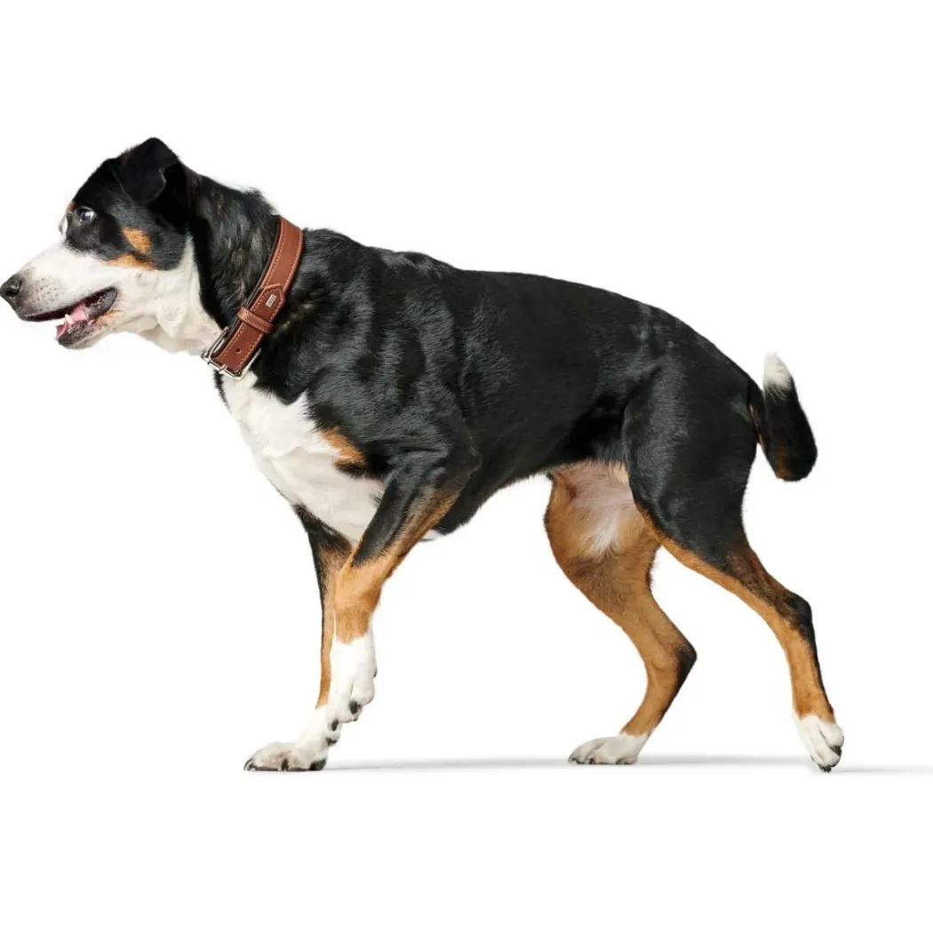 Hunter Hundehalsbånd læder Canada Elg Str.60 Cognac/Sort - 46-52 cm