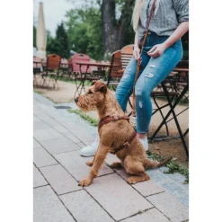 Hunter Hundesele Aalborg cognac XS - Bryst/hals 38-52 cm