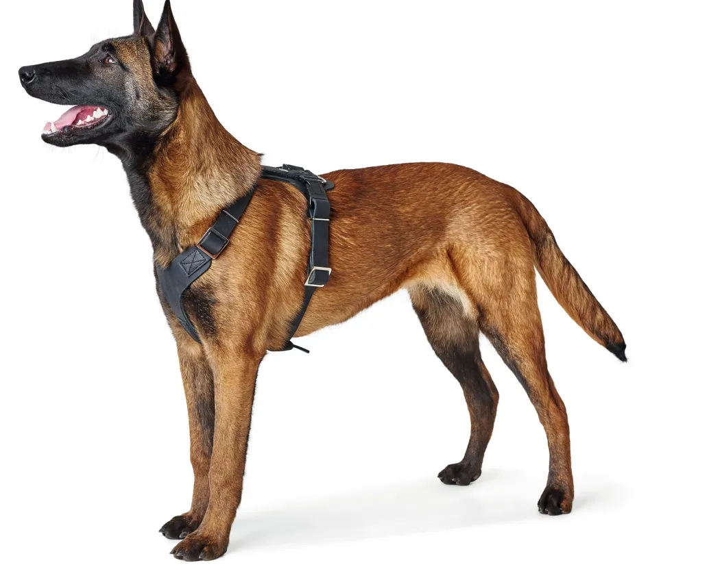 Hunter Hundesele Aalborg Sort XS - 38-52 cm bryst/hals