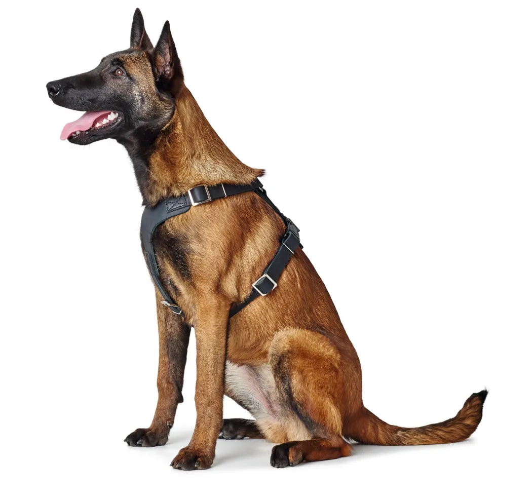 Hunter Hundesele Aalborg Sort XS - 38-52 cm bryst/hals