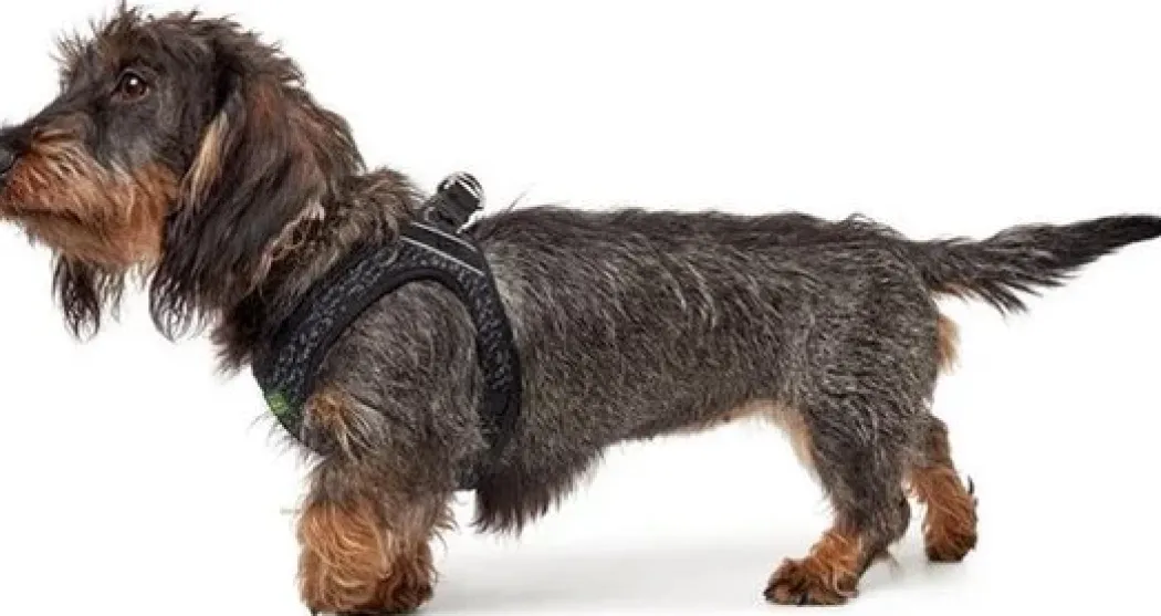 Hunter Hundesele Hilo Soft Comfort i grå XXS-XS