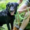 Hunter Hundesnor Hilo Lime 25/200