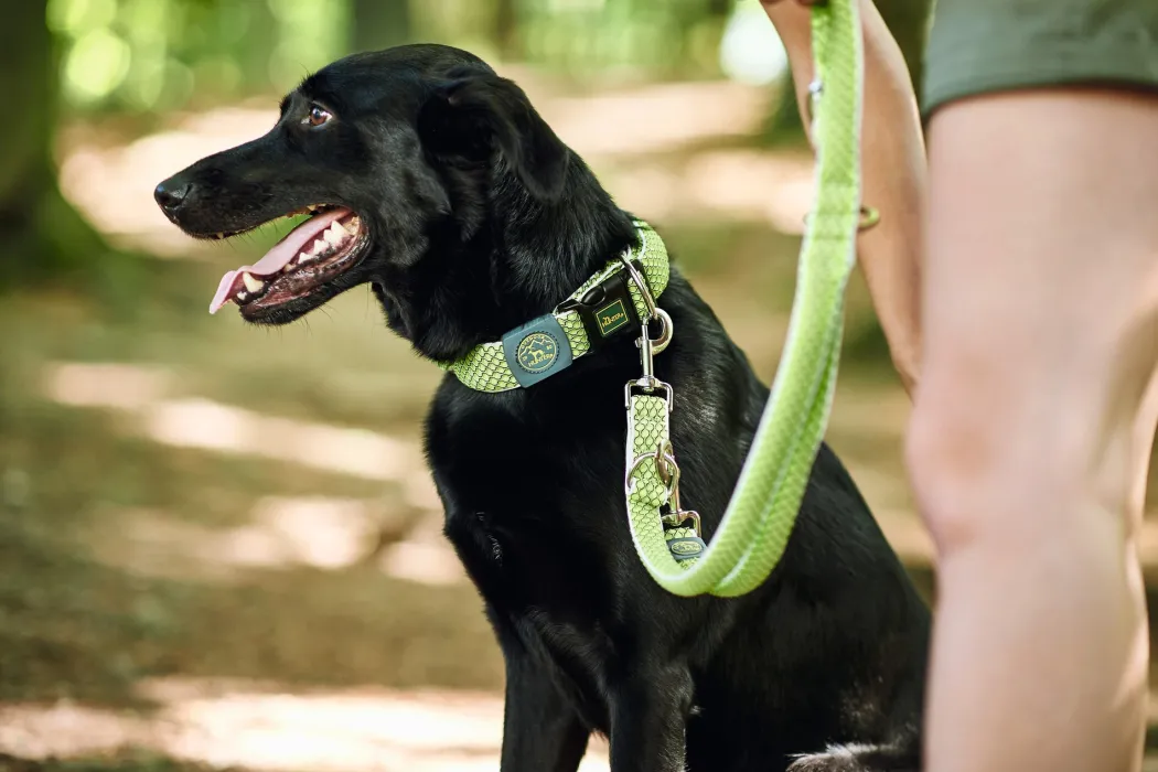 Hunter Hundesnor Hilo Lime 20/200