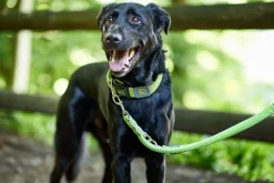 Hunter Hundesnor Hilo Lime 20/200