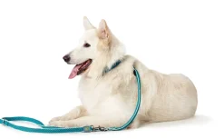 Hunter Hundesnor Hilo turkis 20/200