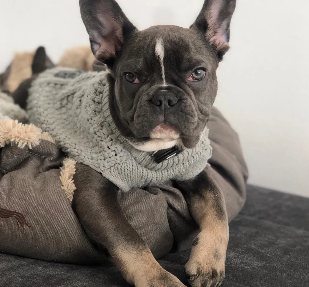 Hunter Malmø pullover strik grå str 35