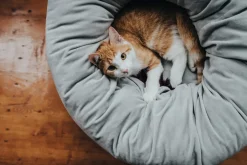 Hunter Miranda donut seng Ø 50 cm Lysegrå