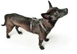 Hunter Mixed Aalborg læder hundesele XS-S grøn/grå hals 40-50 cm - komfort og kvalitet