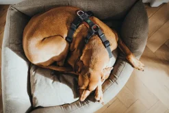 Hunter Mixed Aalborg læder hundesele XS-S cognac/grå hals 40-50 cm - blød og sikker pasform
