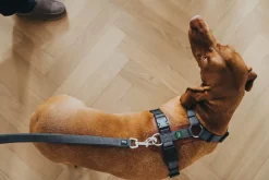 Hunter Mixed Aalborg læder hundesele XS-S cognac/grå hals 40-50 cm - blød og sikker pasform