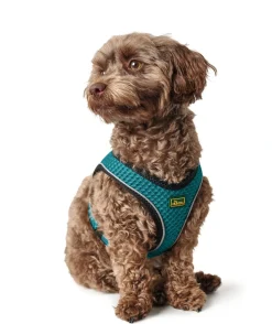 Hunter NY Hilo Comfort hundesele S-M turkis mave/bryst 52-58 cm - Fleksibel komfort og støtte