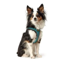 Hunter NY Hilo Comfort hundesele S-M turkis mave/bryst 52-58 cm - Fleksibel komfort og støtte