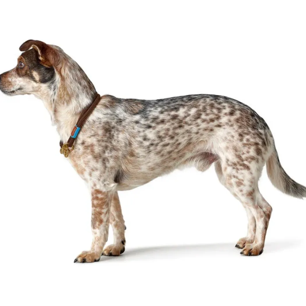 Hunter Oss Halsbånd 65 Brun - let og komfortabelt hundehalsbånd