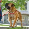 Hunter Retriever hundesnor Freestyle i sort 10 mm 120 cm