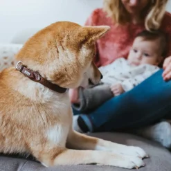 Hunter rundsyet okselæder halsbånd brun 40 - justering 33-37 cm - skånsom komfort til mellemstore hunde