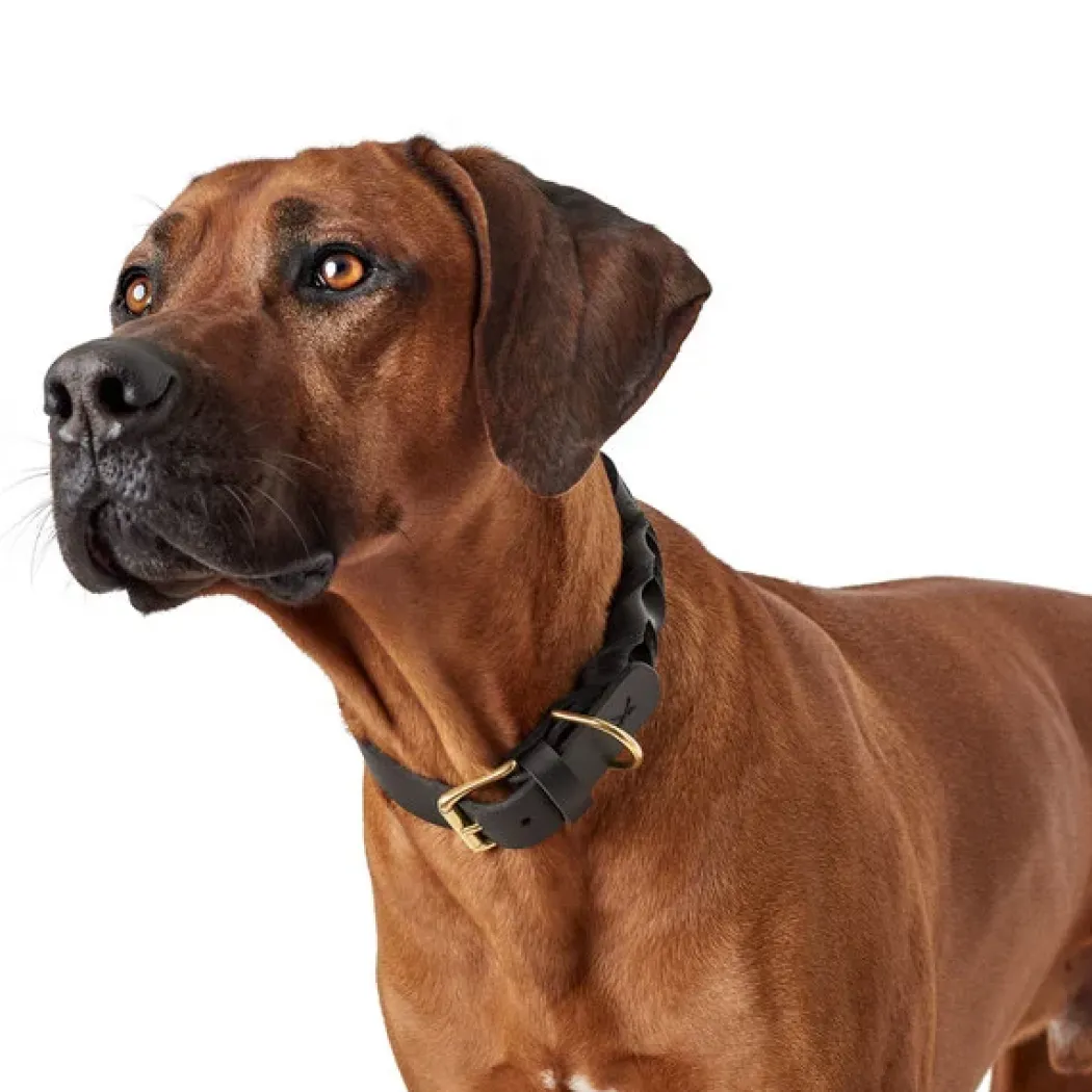 Hunter Sansibar Solid 35 Hundehalsbånd i læder - 24-30 cm