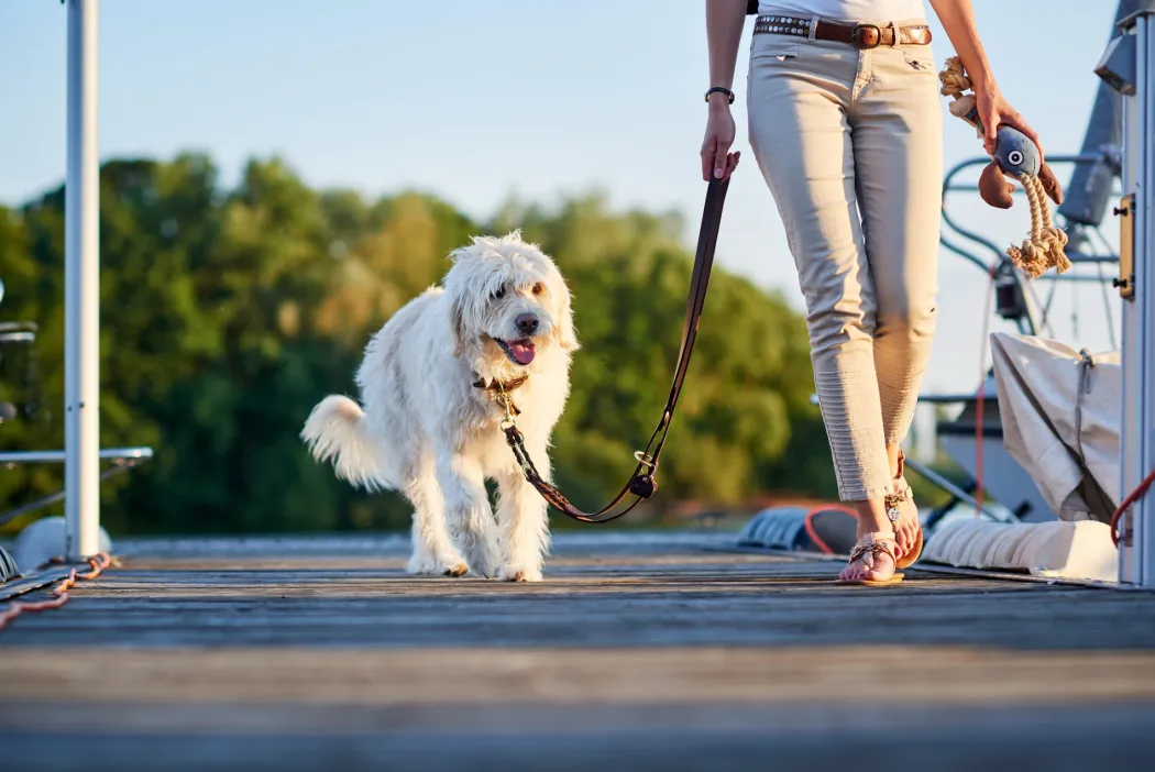 Hunter Sansibar Solid 35 Hundehalsbånd i læder - 24-30 cm